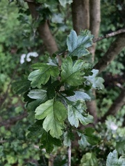 Crataegus