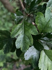 Crataegus