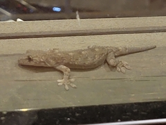 Gekko japonicus