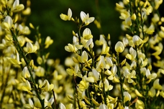 Cytisus × praecox