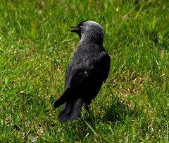 Corvus monedula