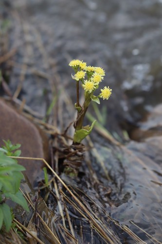Petasites radiatus (Petasites radiatus)