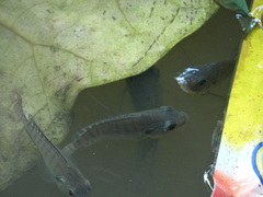 Oreochromis niloticus