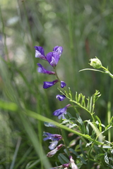 Vicia onobrychioides