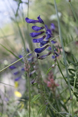 Vicia onobrychioides