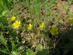 Potentilla heptaphylla