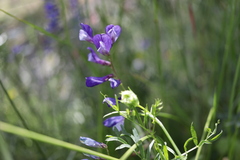Vicia onobrychioides