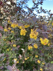 Berberis