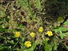Potentilla heptaphylla