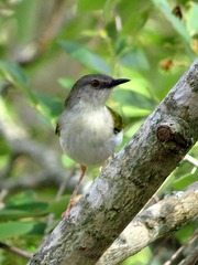 Grey-Backed Camaroptera photo 5