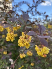 Berberis
