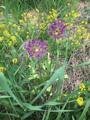 Muscari comosum