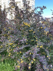 Berberis