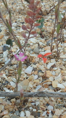 Lepidium perfoliatum