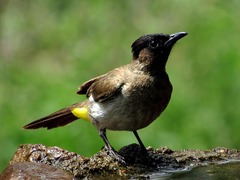 Pycnonotus barbatus layardi