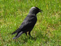Corvus monedula