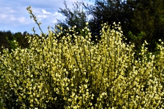 Cytisus × praecox