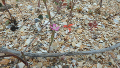 Lepidium perfoliatum