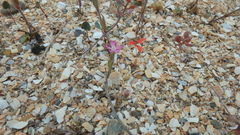 Lepidium perfoliatum