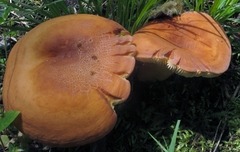 Lactarius volemus image
