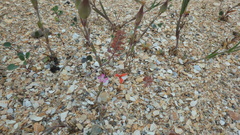 Lepidium perfoliatum