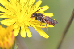 Nomada integra