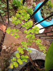 Adiantum raddianum