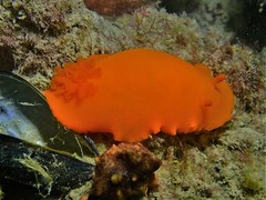 Dendrodoris fumata