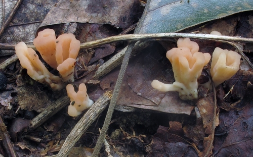 Podoscypha aculeata image