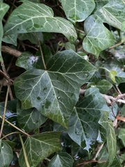 Hedera helix