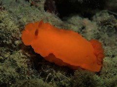 Dendrodoris fumata