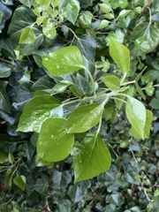 Hedera helix