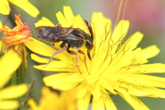 Nomada integra