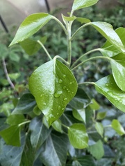 Hedera helix