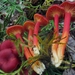 Hygrocybe appalachianensis - Photo (c) mycowalt, some rights reserved (CC BY-SA), uploaded by mycowalt