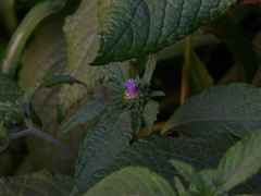 Phyllocephalum scabridum