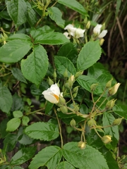 Rosa glomerata