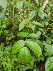 Rosa glomerata