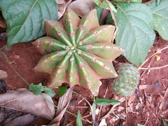 Echinopsis oxygona