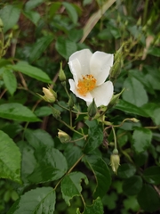 Rosa glomerata