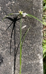 Rhynchospora nervosa