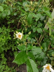 Rosa glomerata