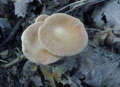 Clitocybe gibba image