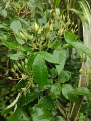 Rosa glomerata