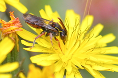 Nomada integra