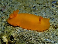 Dendrodoris fumata