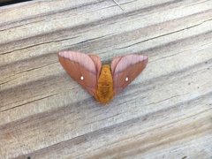 Anisota pellucida