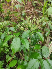 Rosa glomerata