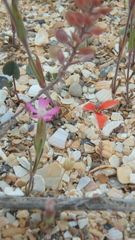 Silene subconica