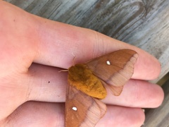 Anisota pellucida